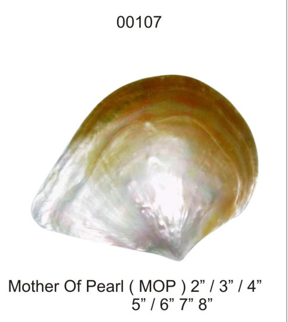 PERLAE CORPORATION - Products - SHELL PEARLIZED & POLISHED